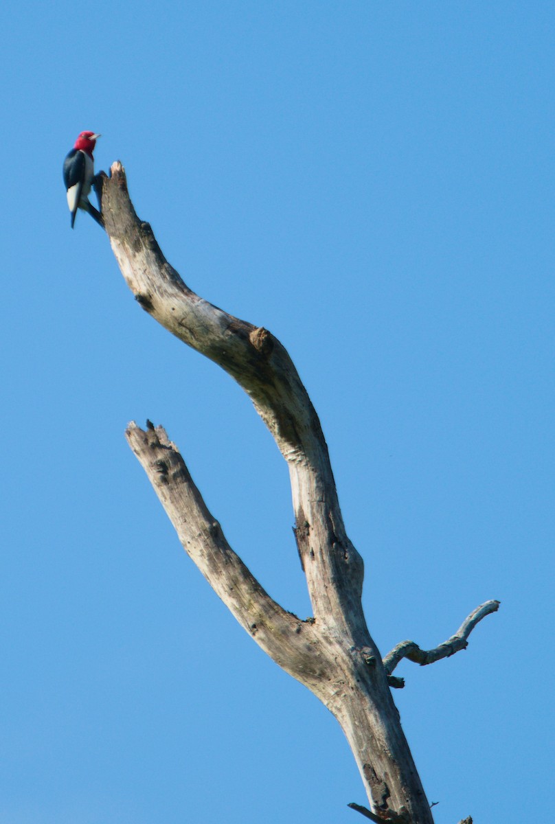 Red-headed Woodpecker - ML587889951