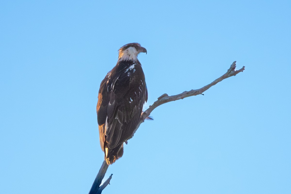 African Fish-Eagle - ML587890261