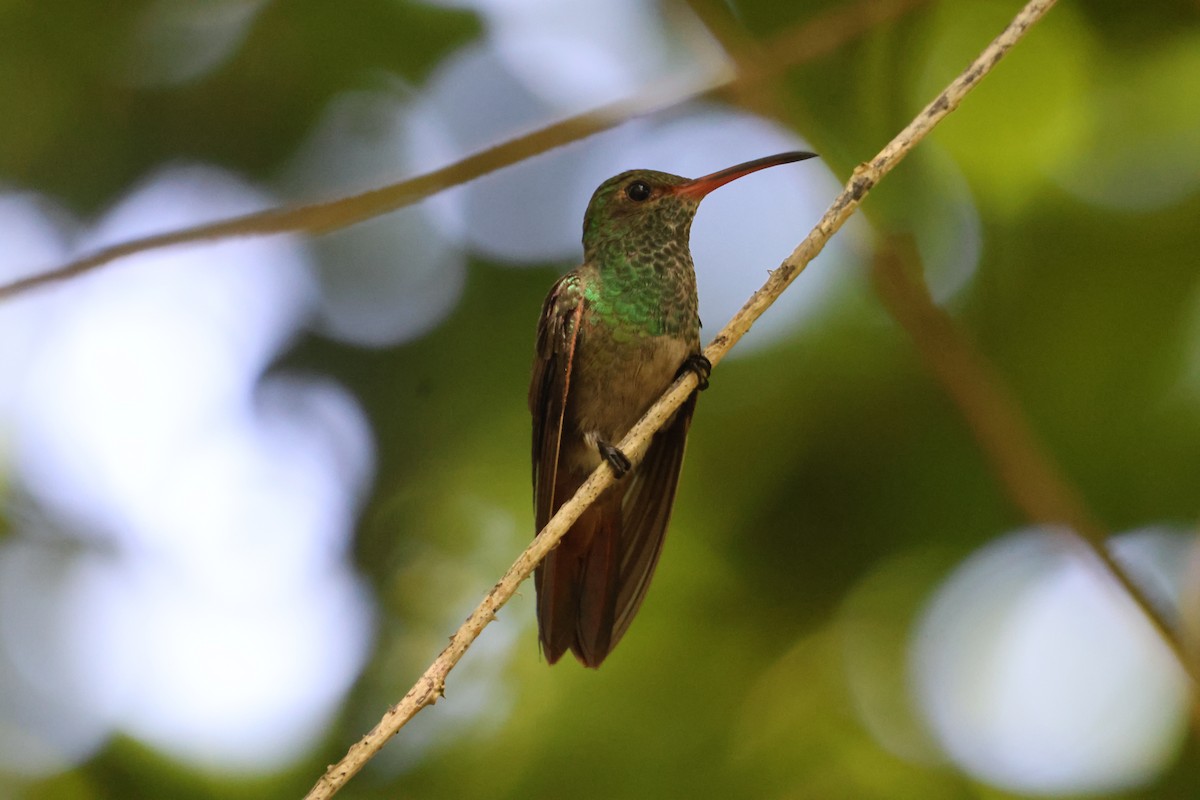 Rufous-tailed Hummingbird - ML587890381