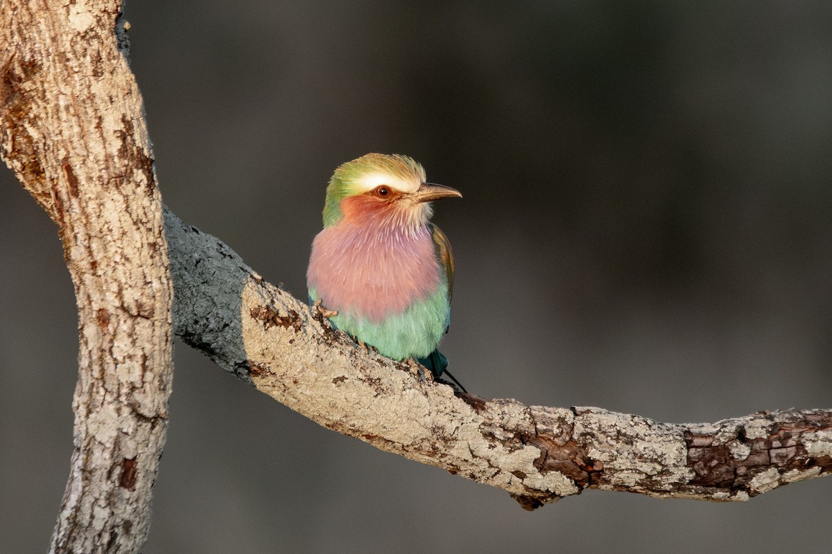 Lilac-breasted Roller - ML587890431