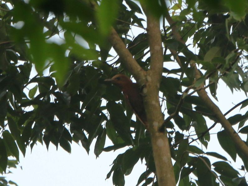 Rufous Woodpecker - ML58789051