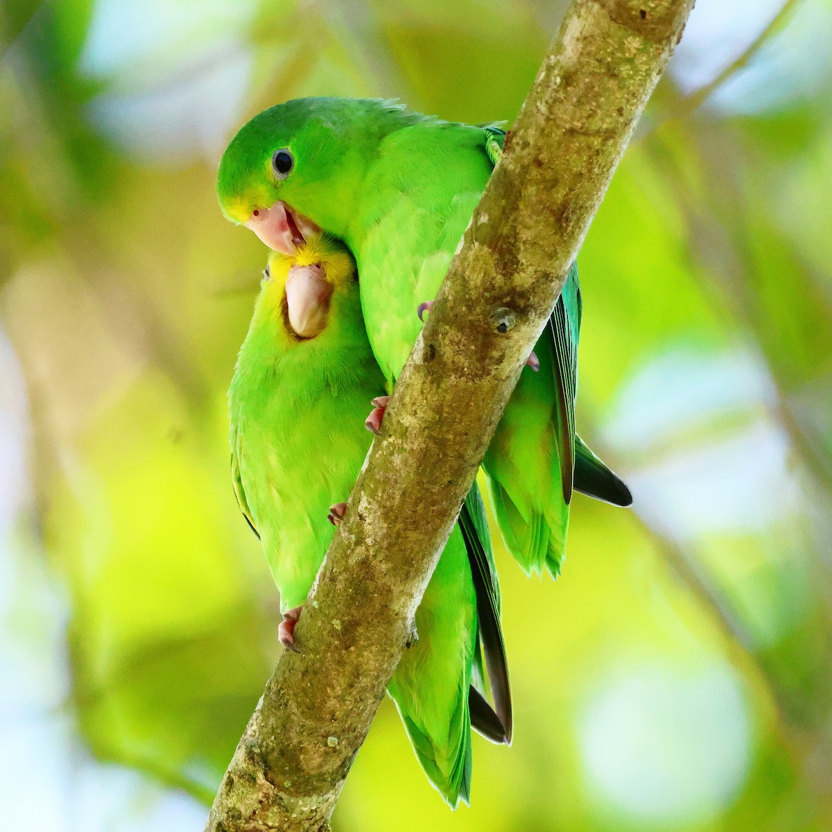 Turquoise-winged Parrotlet - ML587891161