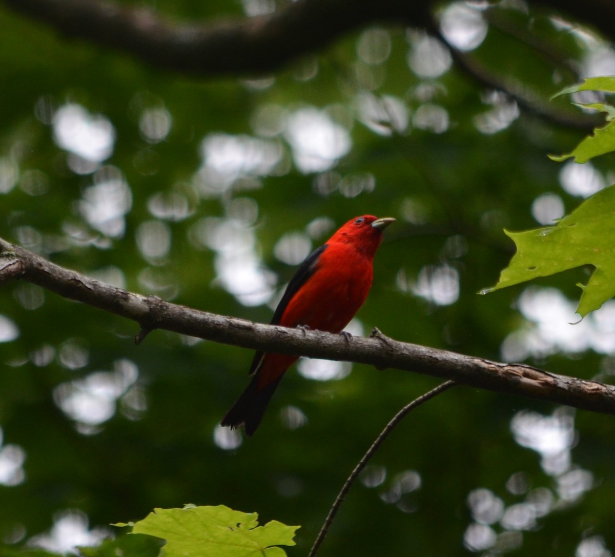 Scarlet Tanager - ML587892951
