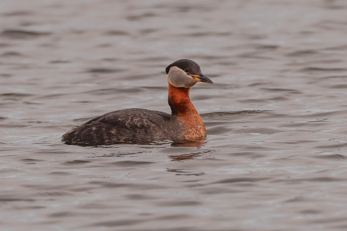 Red-necked Grebe - ML587895721