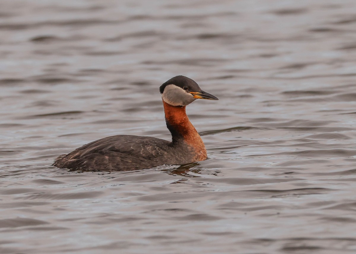 Red-necked Grebe - ML587895731
