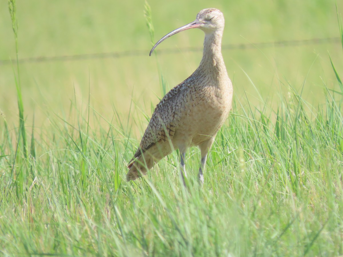 Long-billed Curlew - ML587896911
