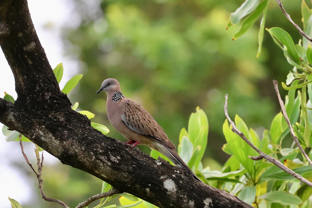 Spotted Dove - ML587902401