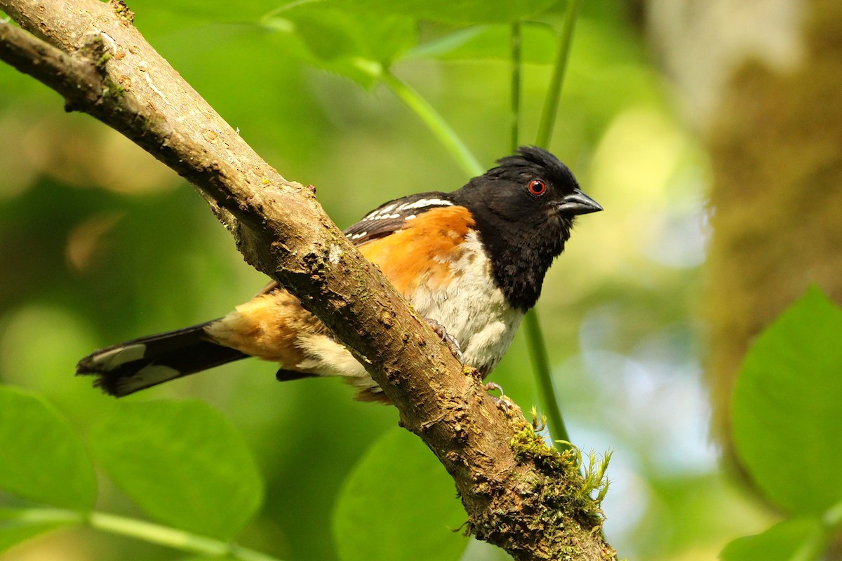 Spotted Towhee - ML587907581