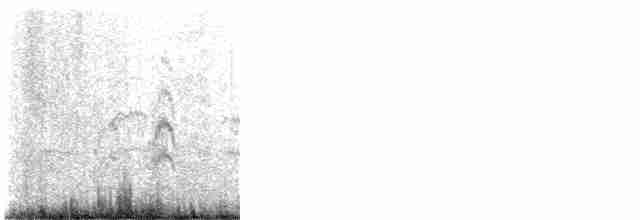 Крячок рябодзьобий (підвид sandvicensis) - ML587917821