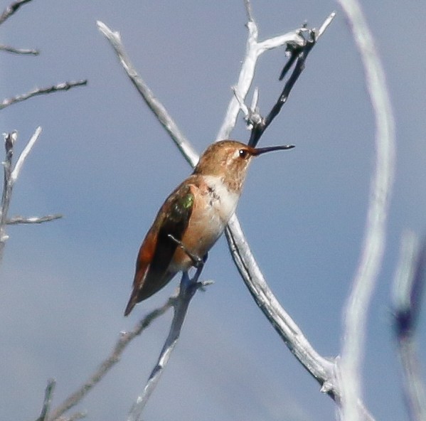 Rufous/Allen's Hummingbird - ML58792001