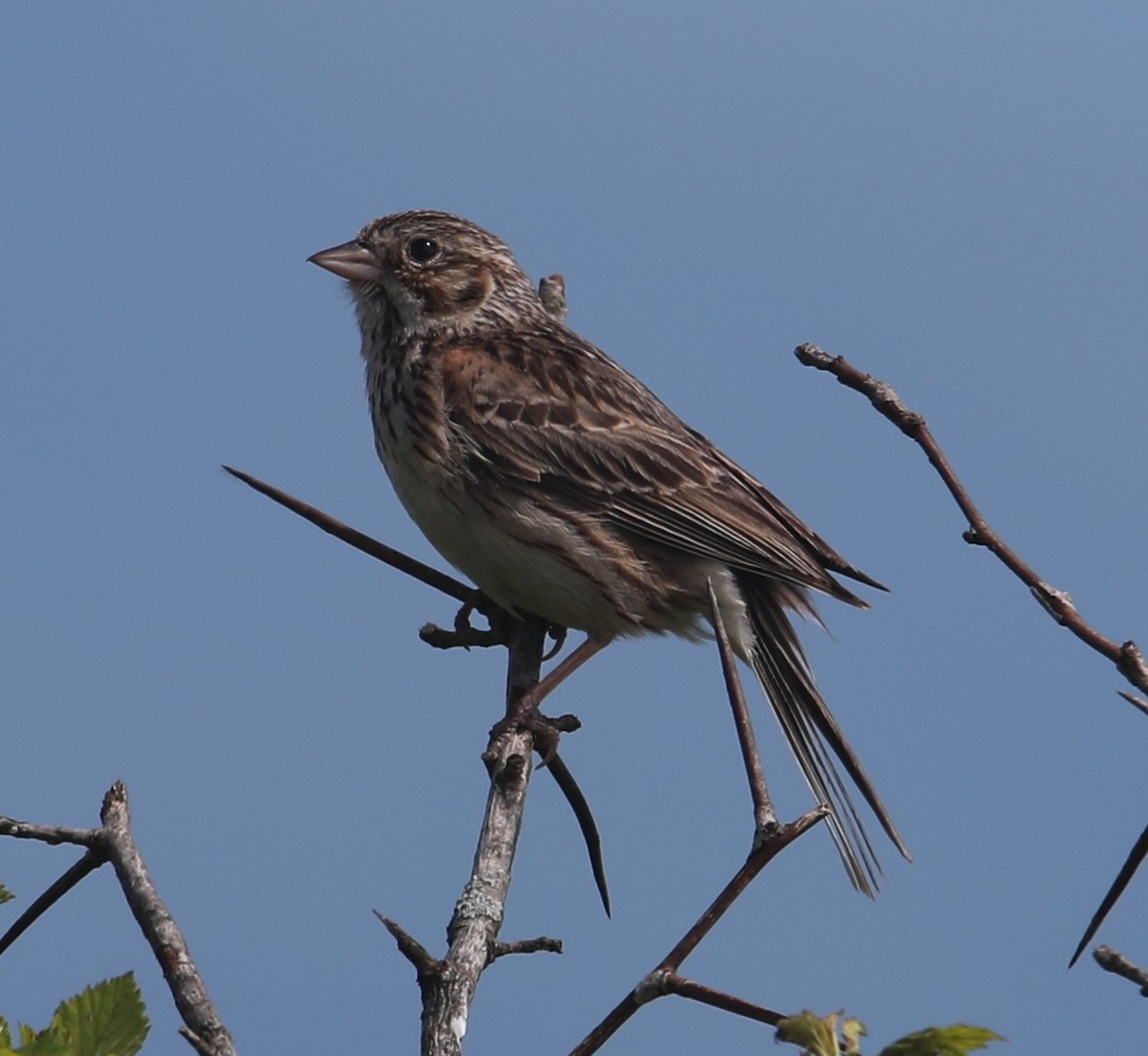 Vesper Sparrow - ML587923971
