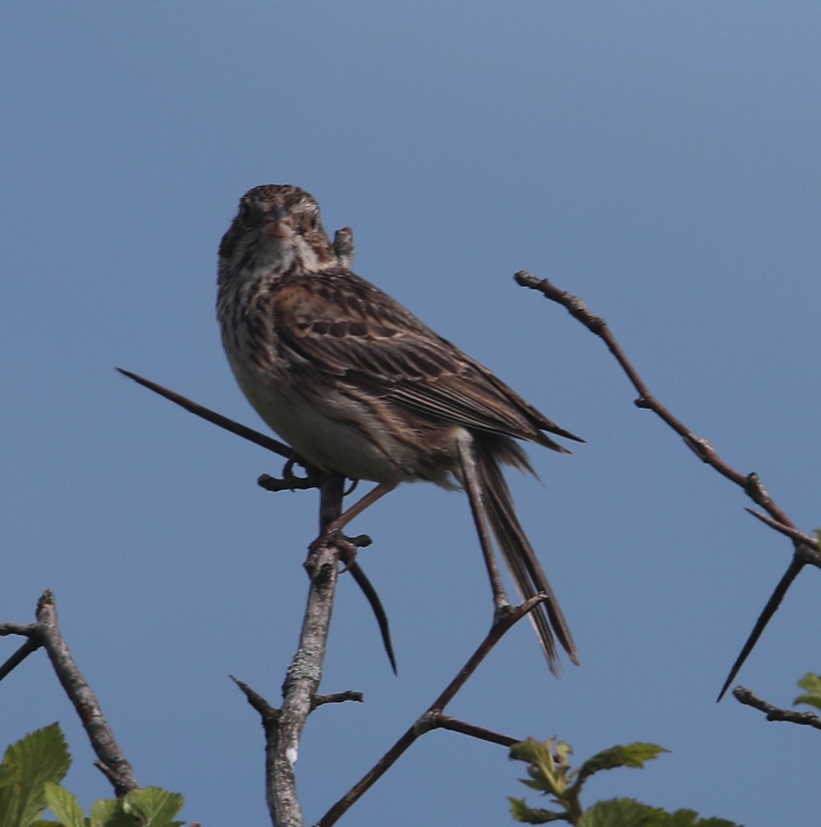 Vesper Sparrow - ML587924011