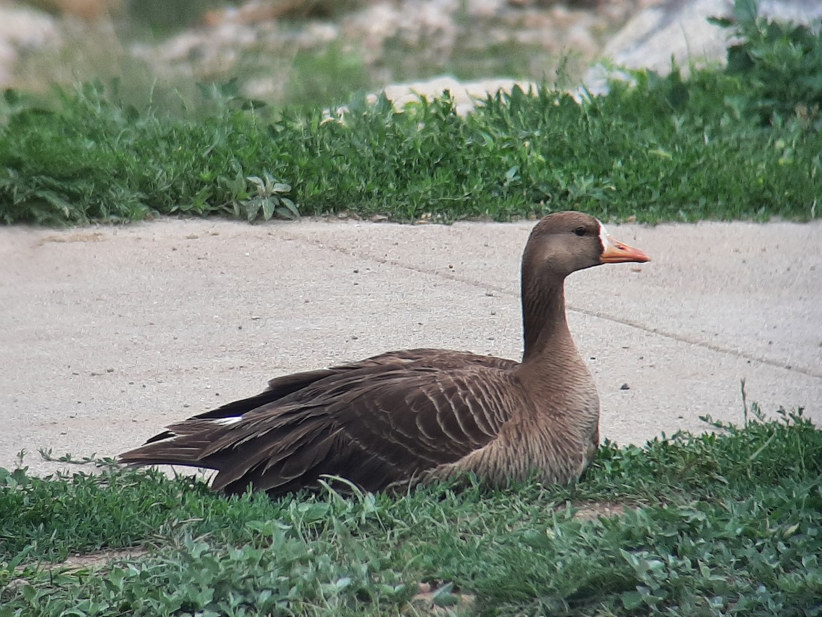 Greater White-fronted Goose - ML587927131