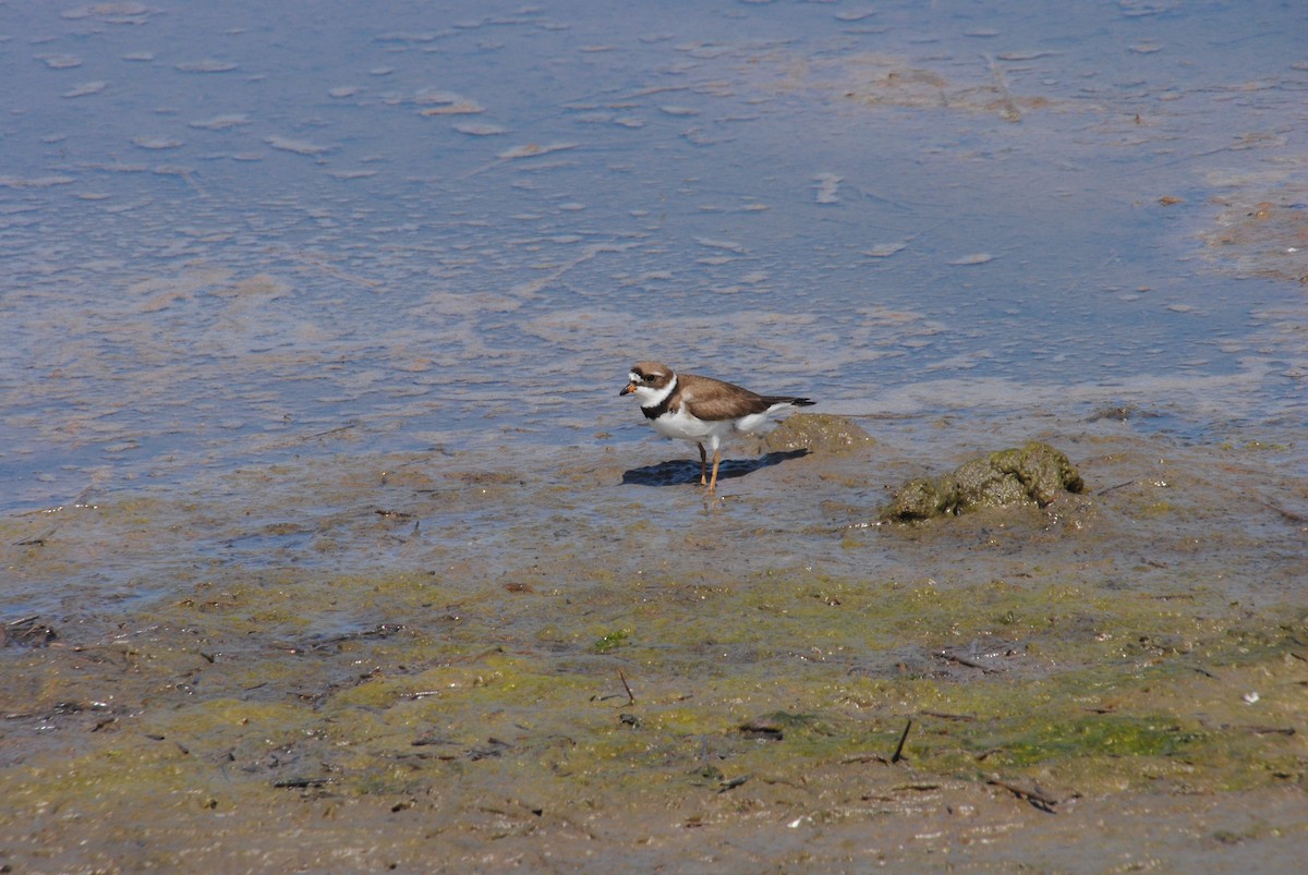 Semipalmated Plover - ML587927671