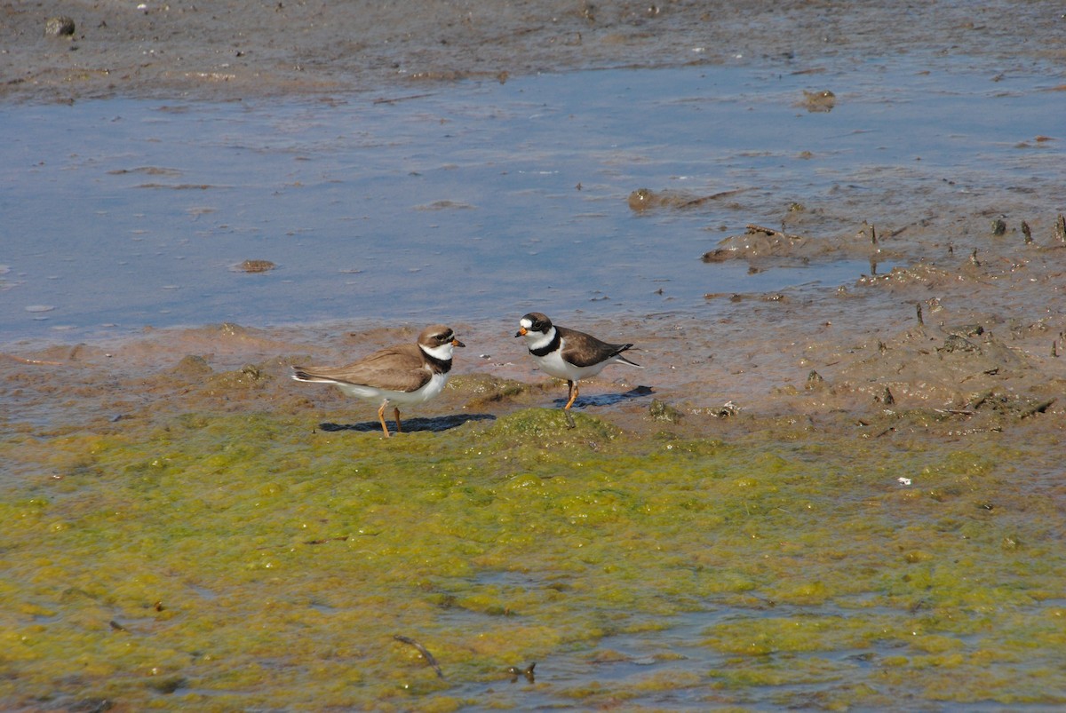 Semipalmated Plover - ML587927681