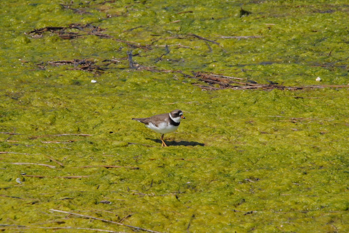 Semipalmated Plover - ML587927691