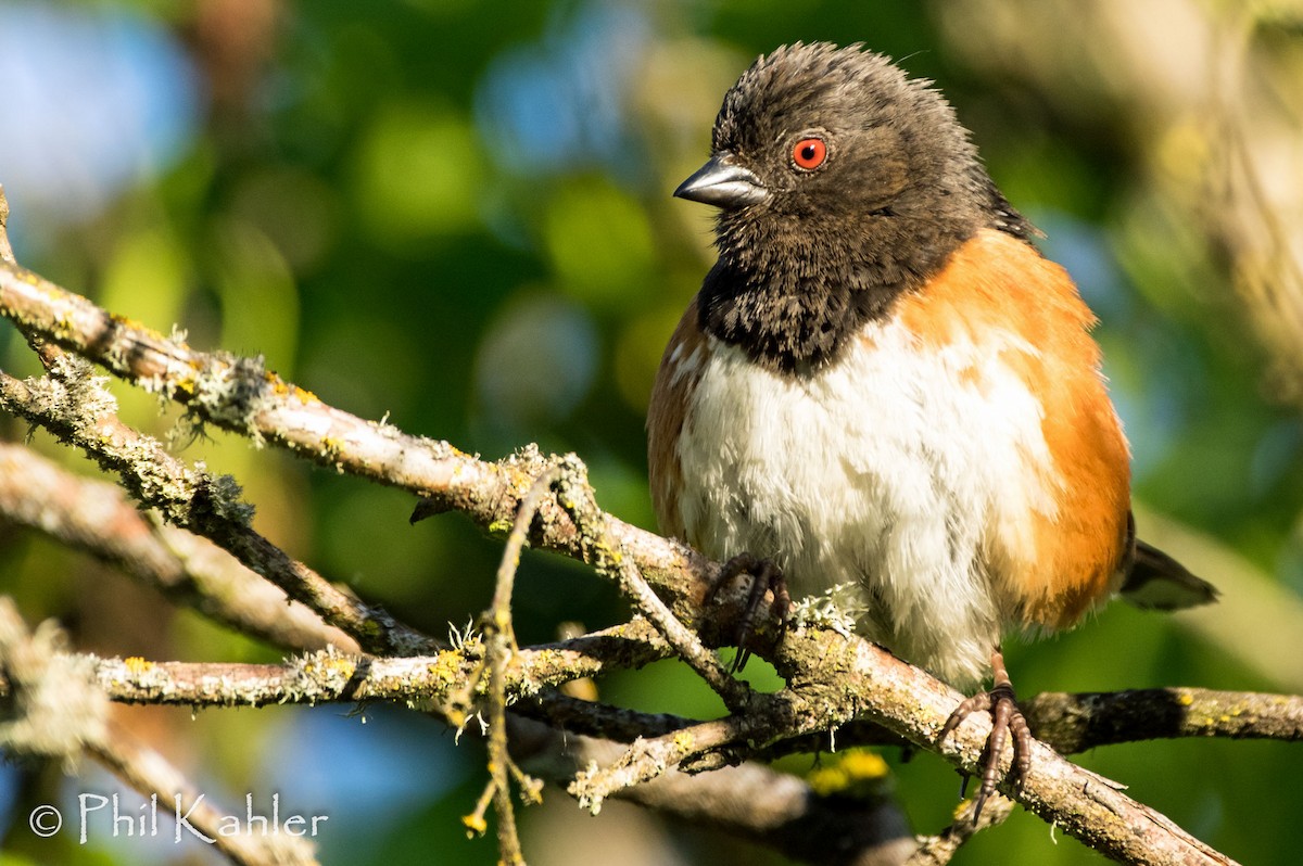 Spotted Towhee - Phil Kahler