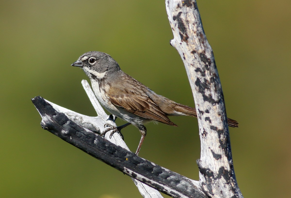 Bell's Sparrow - Kirk Swenson