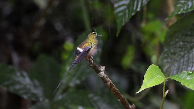 Wire-crested Thorntail - ML587942331