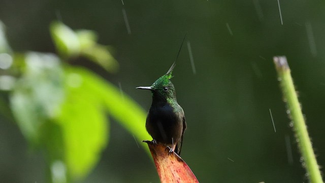Wire-crested Thorntail - ML587944471