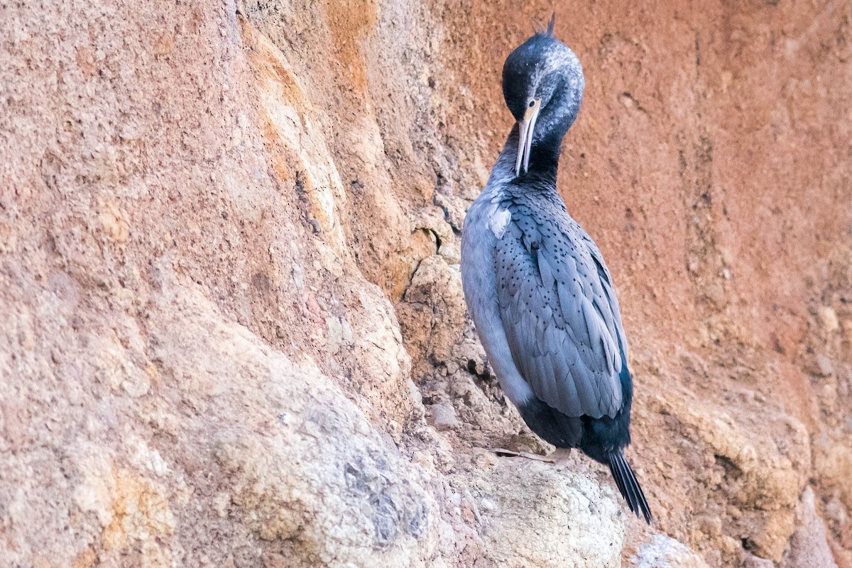 Spotted Shag - ML58794521