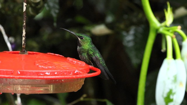 kolibřík zelenoprsý (ssp. schreibersii) - ML587945941