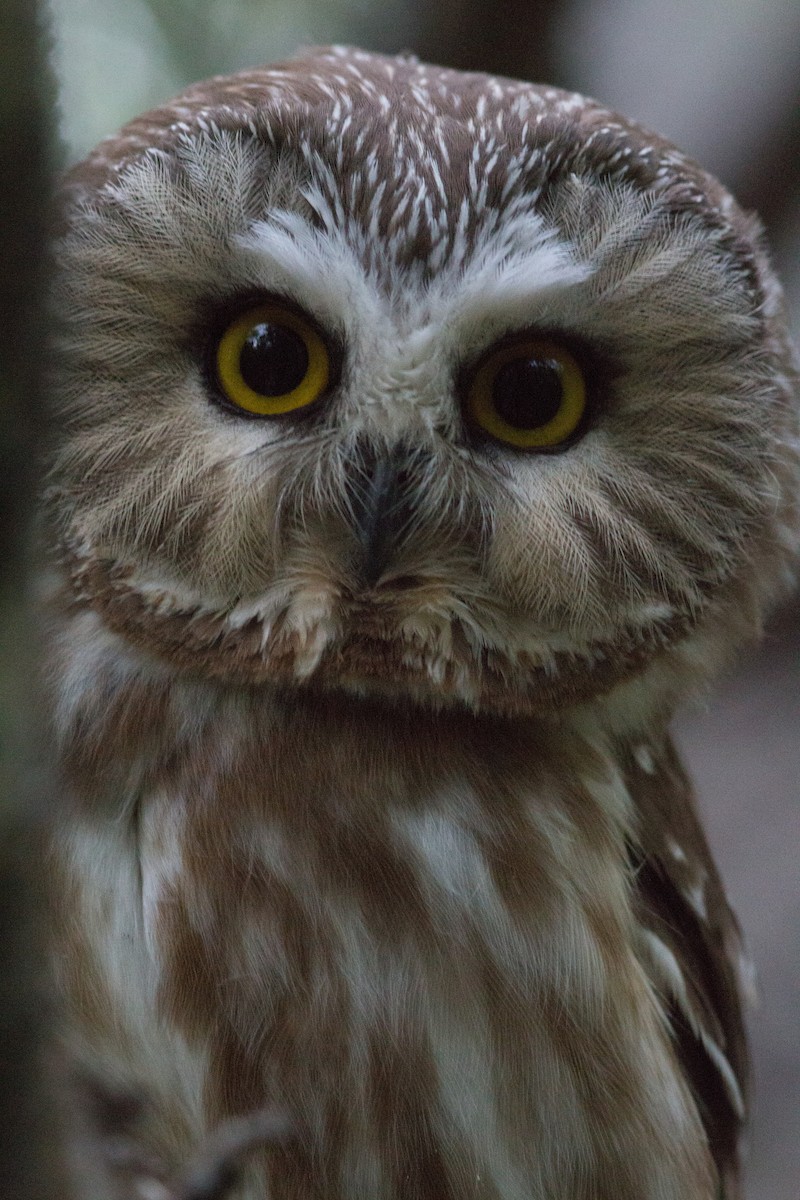 Northern Saw-whet Owl - Justin Saunders