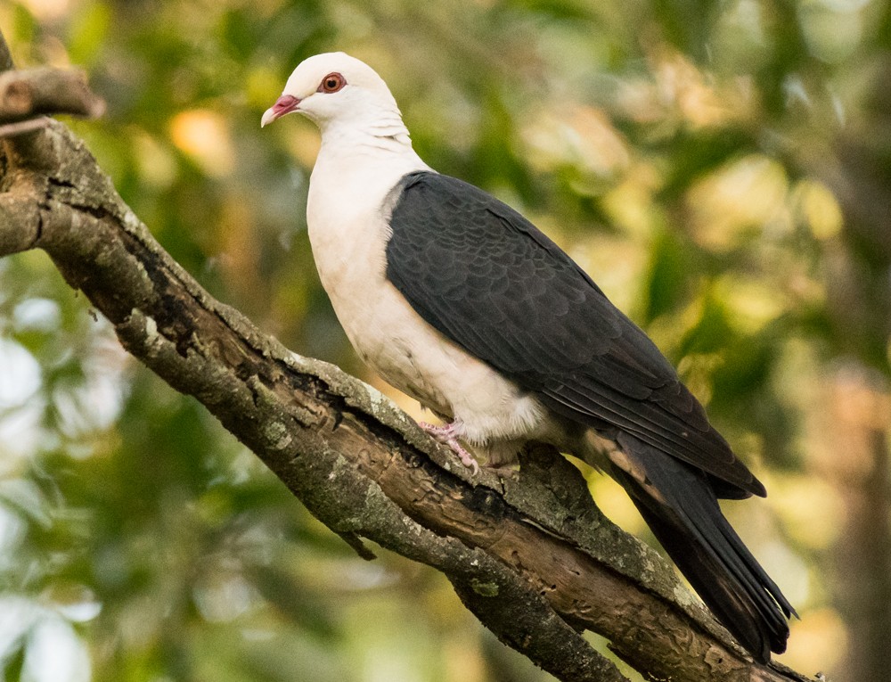 White-headed Pigeon - Matteo Grilli