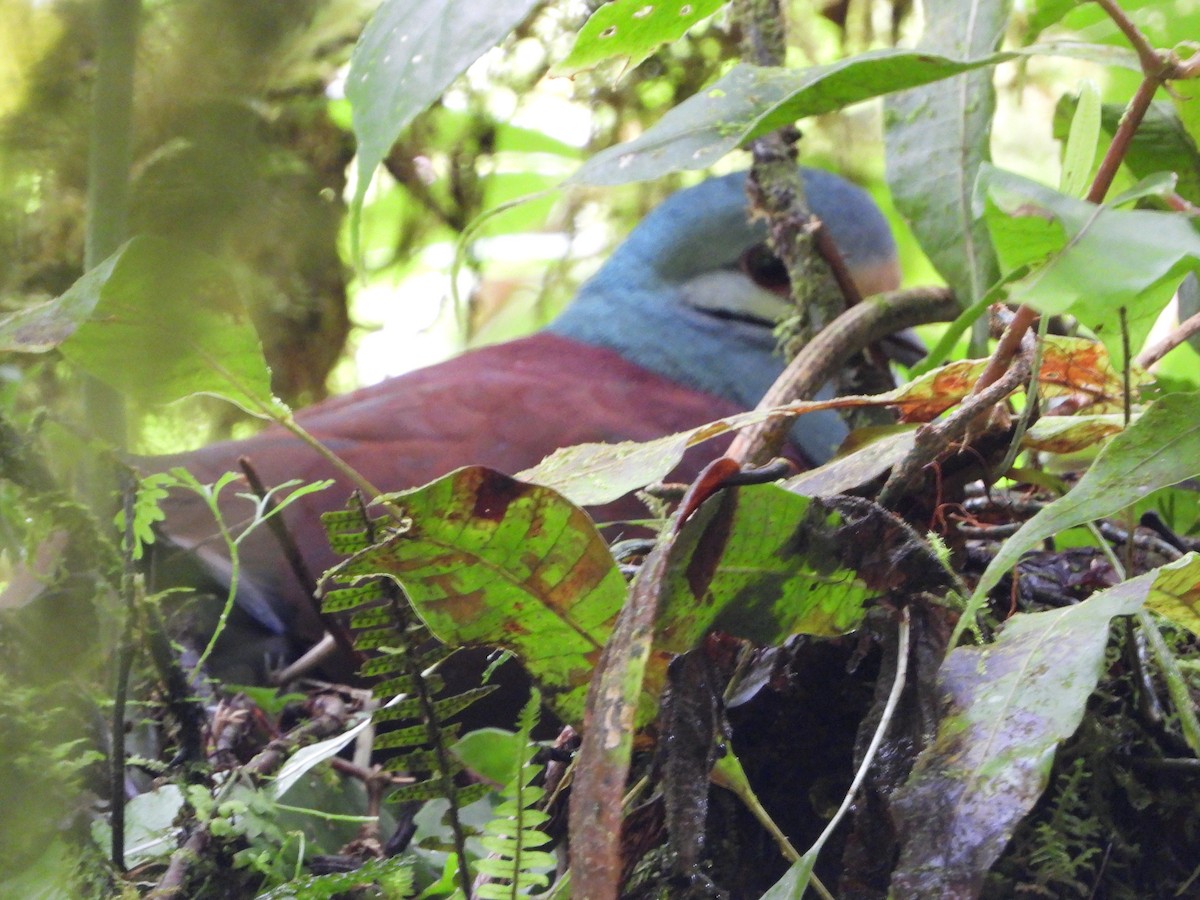 Buff-fronted Quail-Dove - ML587954941