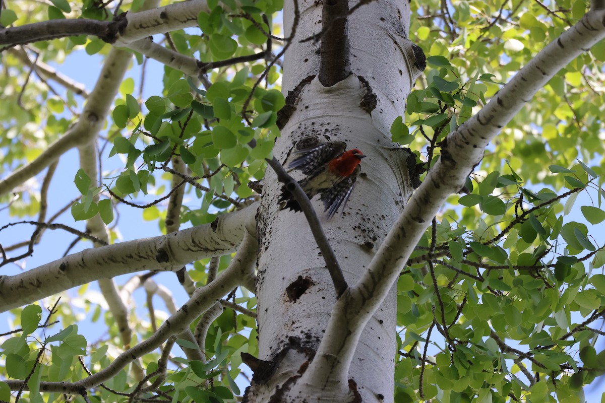 Red-breasted Sapsucker - ML587955271