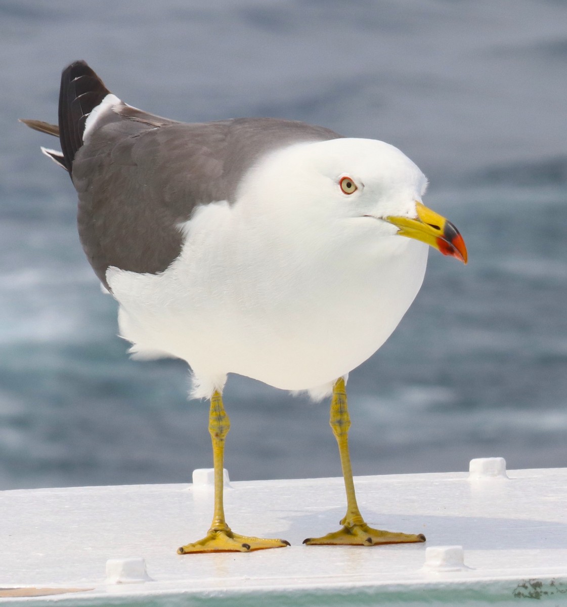 Black-tailed Gull - ML58795541