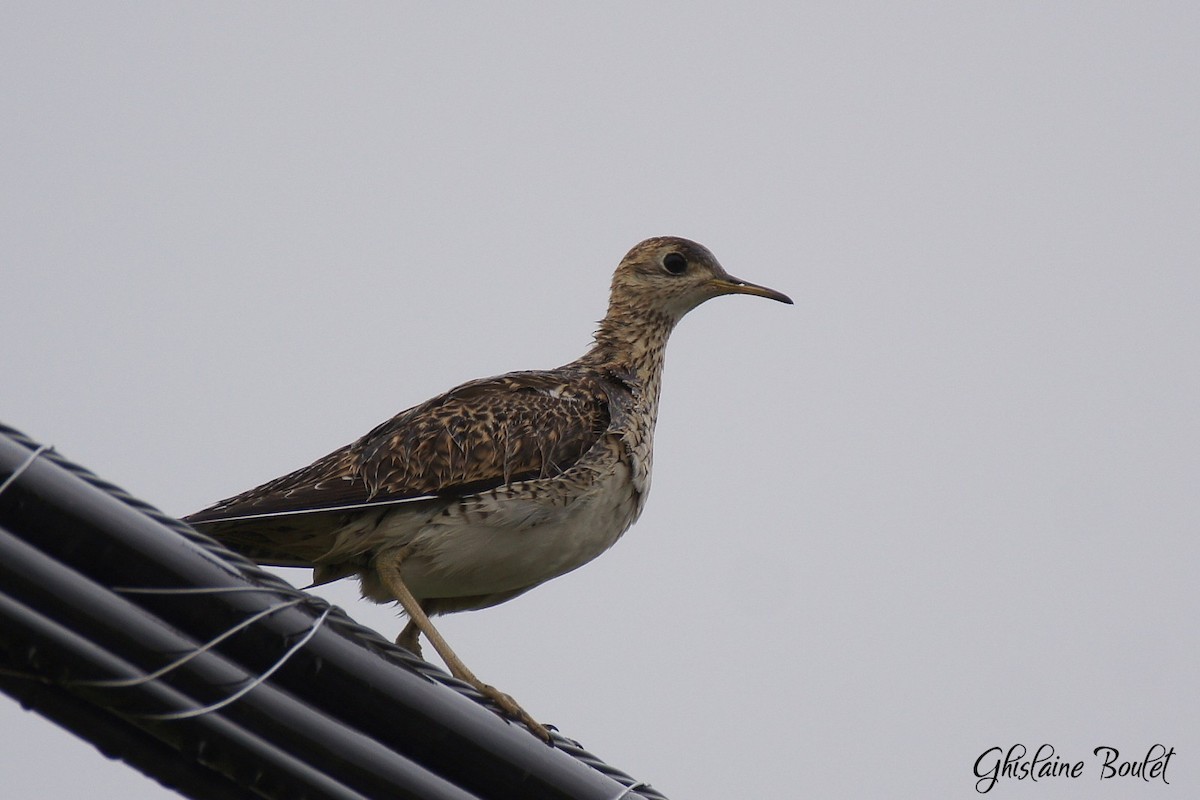 eBird Checklist 24 Jun 2023 60210 Montée Guay, SaintBernardde