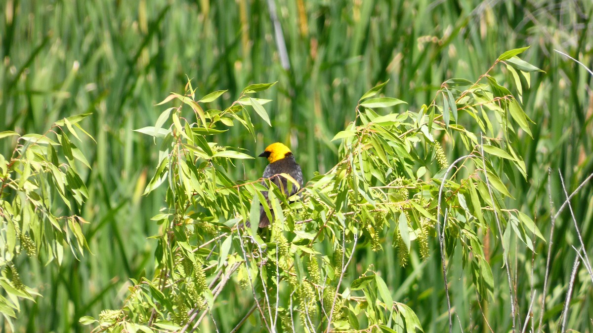 Yellow-headed Blackbird - ML587957481