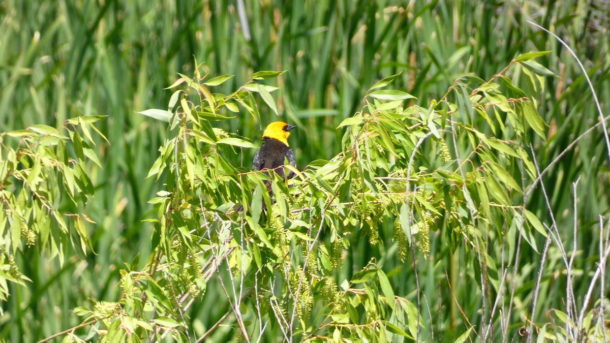 Yellow-headed Blackbird - ML587957491