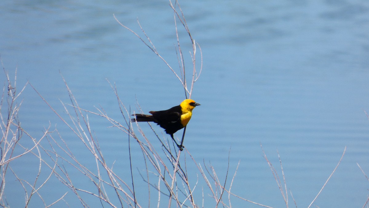 Yellow-headed Blackbird - ML587957511