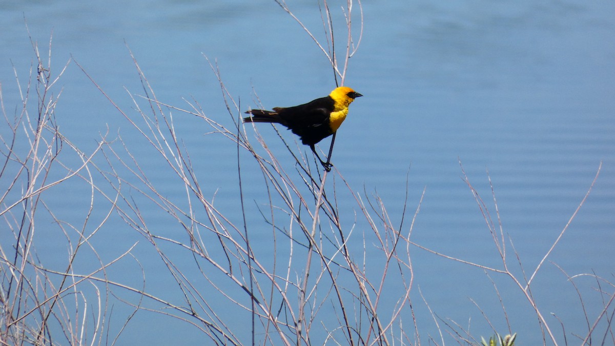 Yellow-headed Blackbird - ML587957531