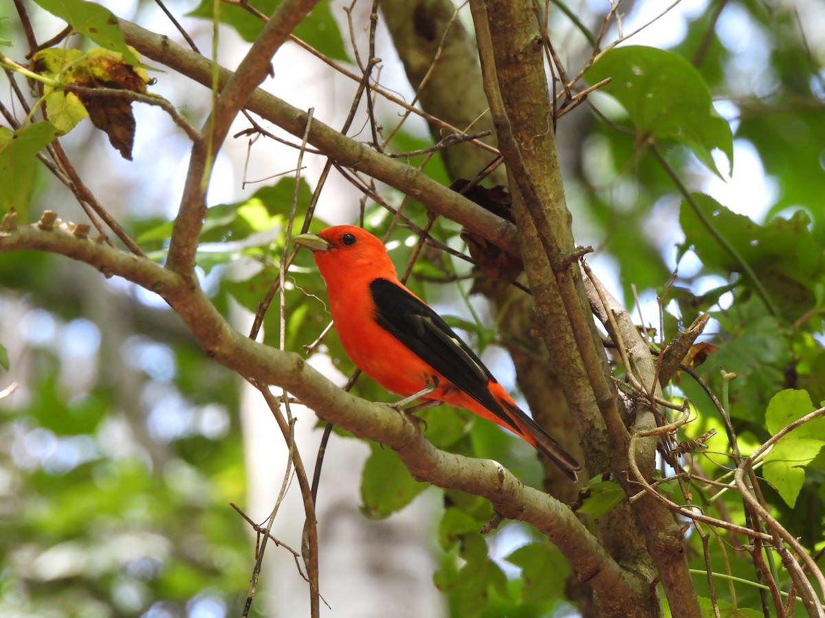 Scarlet Tanager - ML587959531