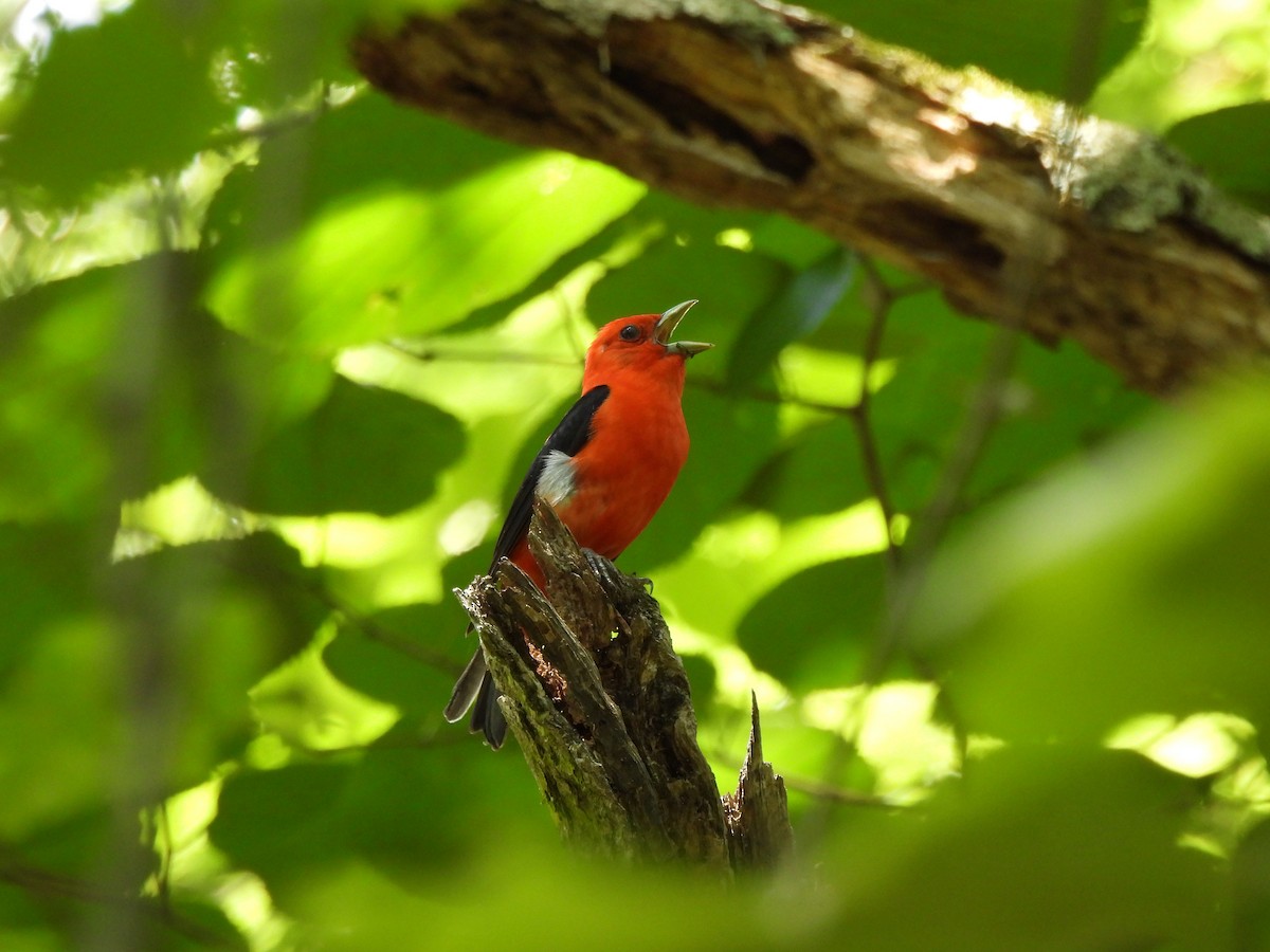 Scarlet Tanager - ML587959581