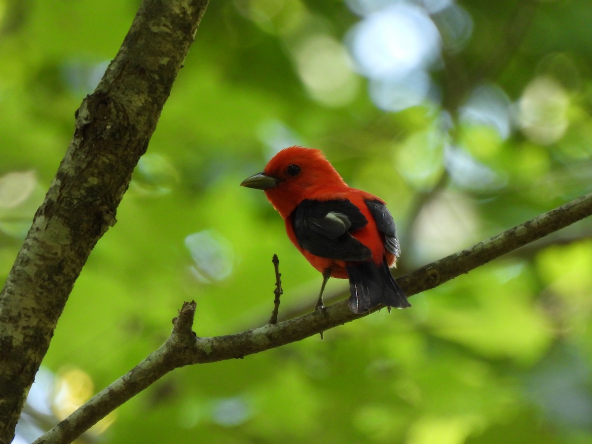 Scarlet Tanager - ML587959631