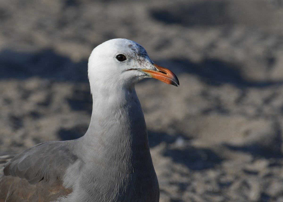 Ebird Checklist Jun Euclid Creek Reservation Euclid Beach