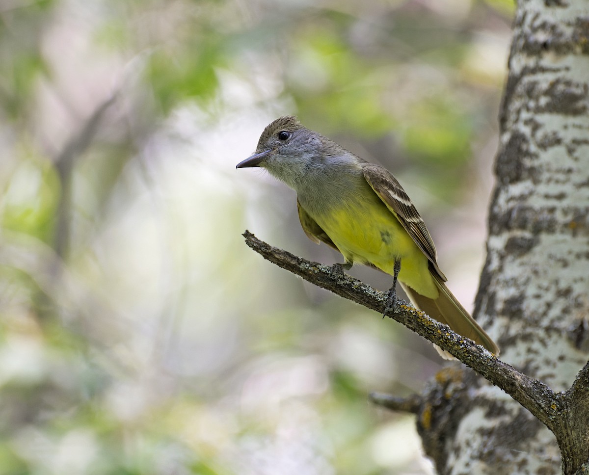 Great Crested Flycatcher - ML587963161