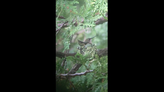 Ruby-throated Hummingbird - ML587967111
