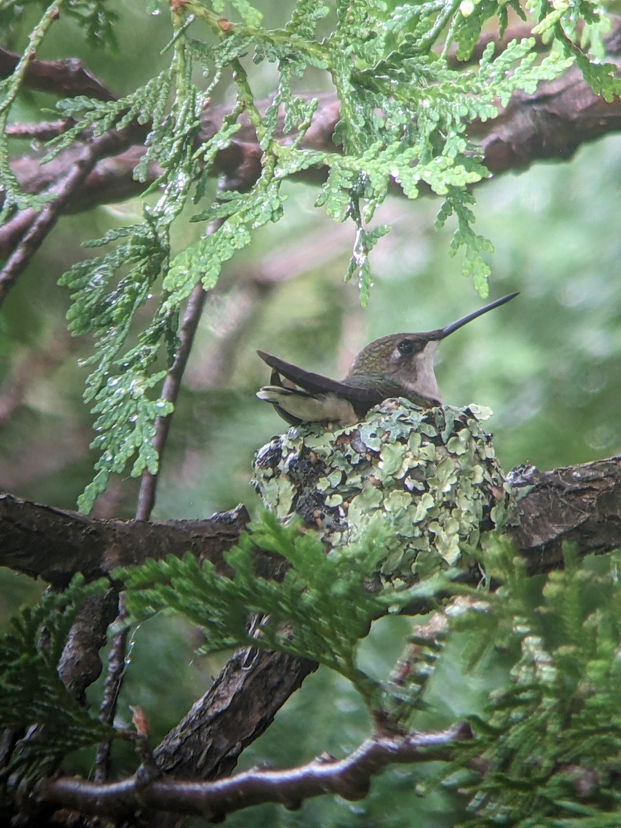 Ruby-throated Hummingbird - Mike V.A. Burrell