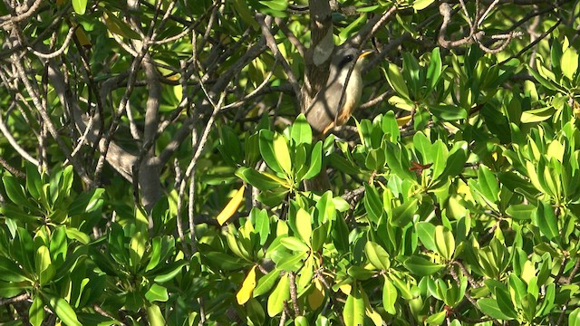 kukačka mangrovová - ML587969711