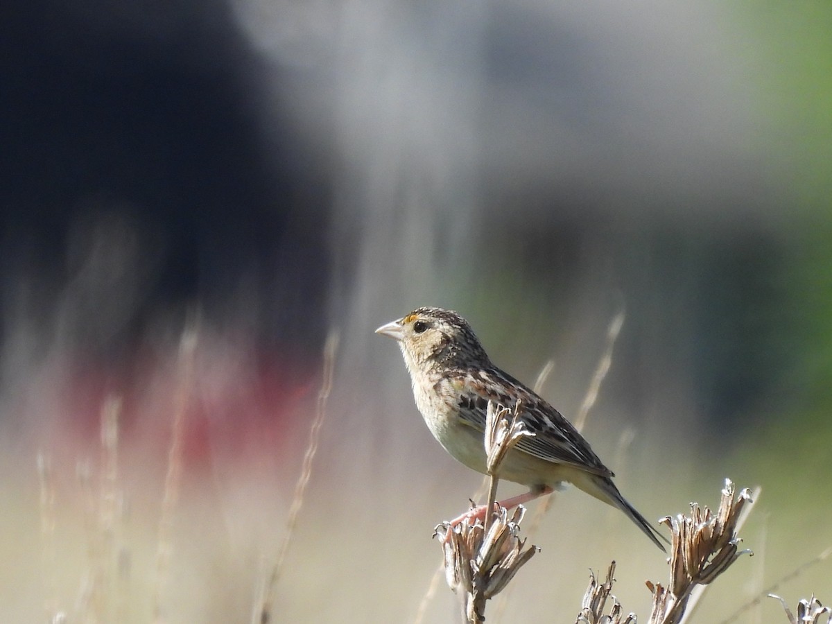 Grasshopper Sparrow - ML587973961