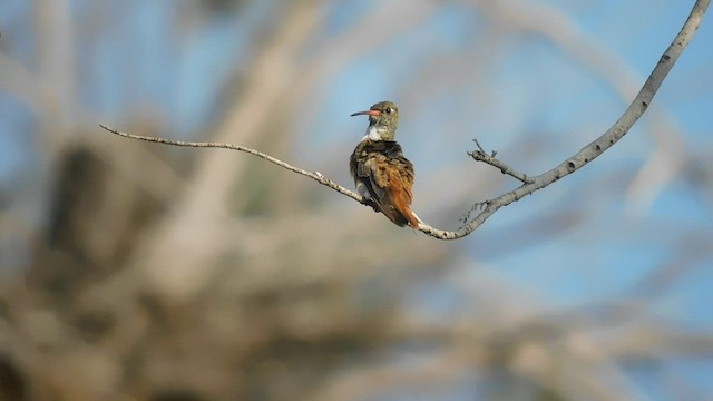 Amazilia Hummingbird - ML587976651