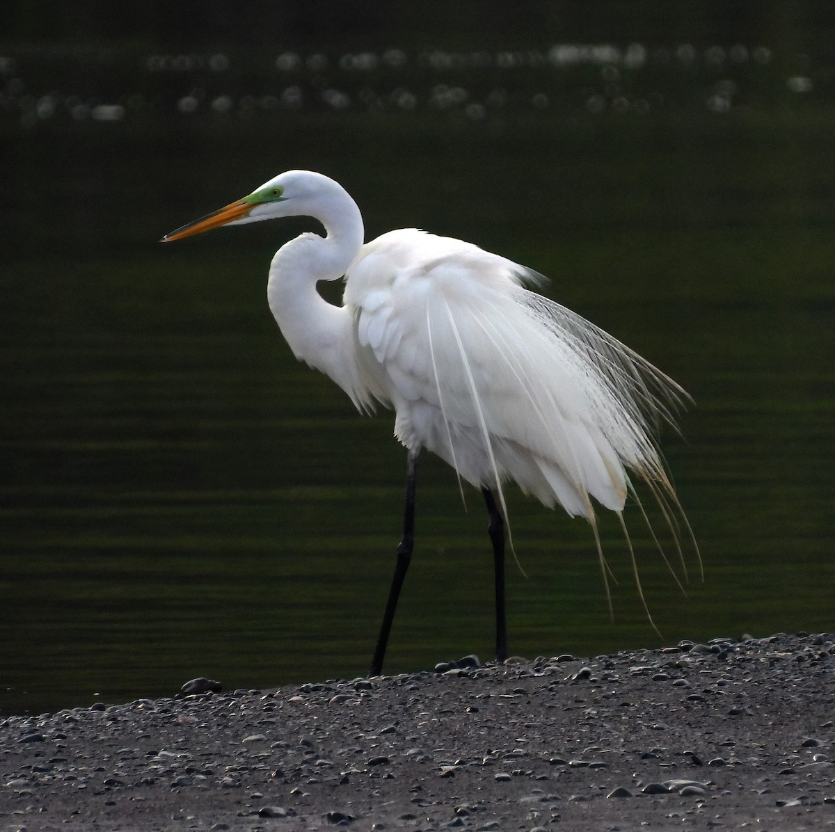 Great Egret - ML587976661
