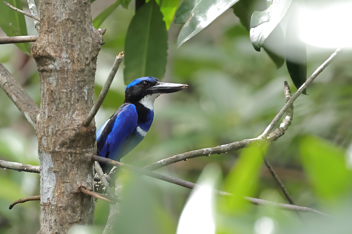Blue-black Kingfisher - Jeran Lin