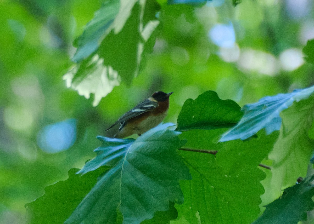 Bay-breasted Warbler - ML587981001