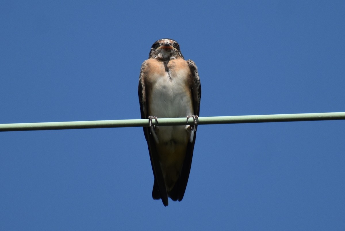 Cave Swallow - ML587985521